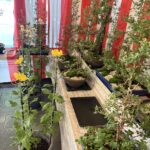 ミニ菊花展開催中